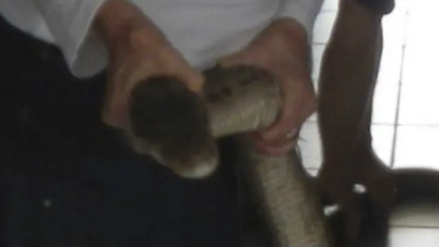 පිඹුරෙක්