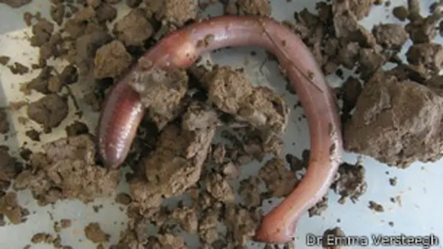Lombriz de tierra