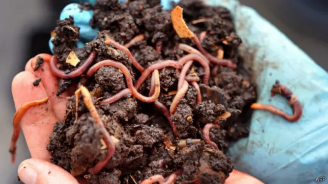 Minhocas da terra | Foto: AFP