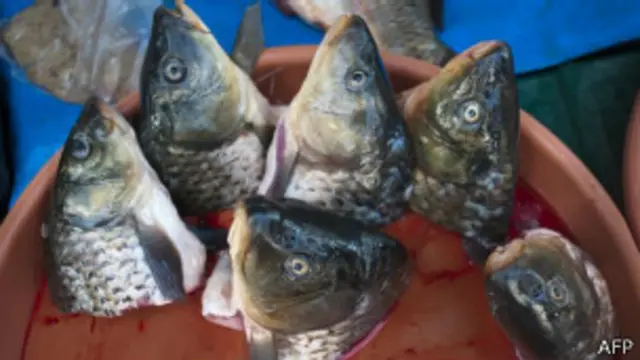 Cabezas de pescado