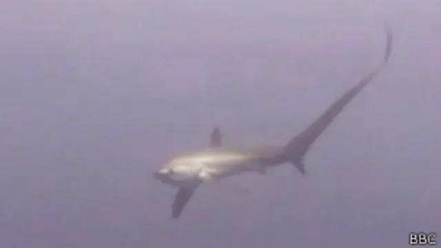 Морская лисица