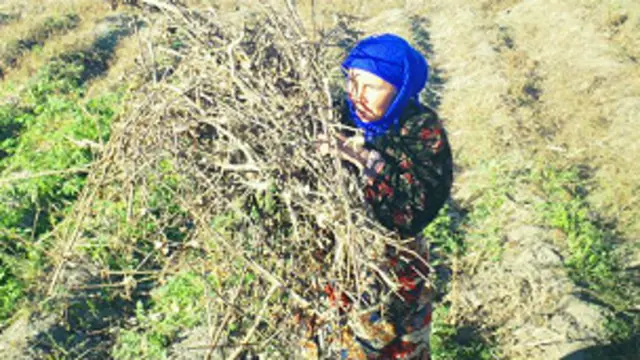 Ўтин ё кўмирга пули етмайдиган оилалар ё далада ғўзапоя йиғишади, ё тезак қуритишади ва ё кўчада ўтин теришади