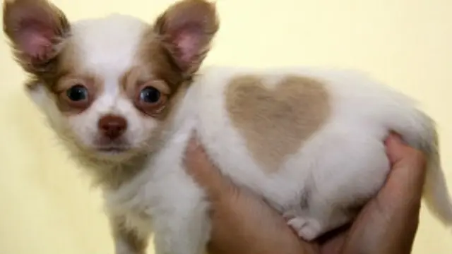 خلصت الدراسة إلى أن أصول كلاب الشيواوا تنحدر من المكسيك