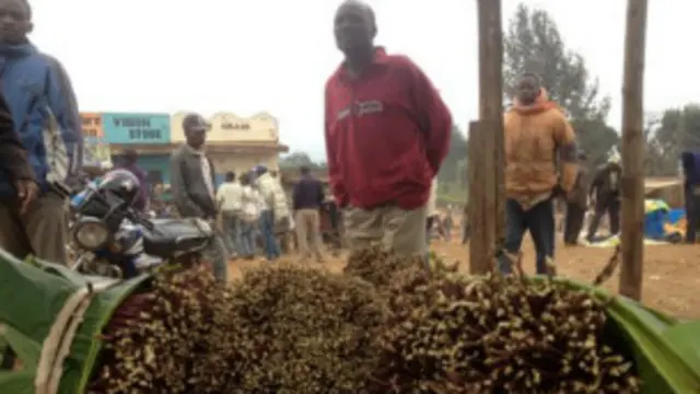 ينقل القات سريعا الى السوق ليباع فور قطافه