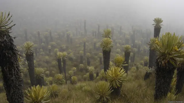 Автор: Густаво Рестрепо