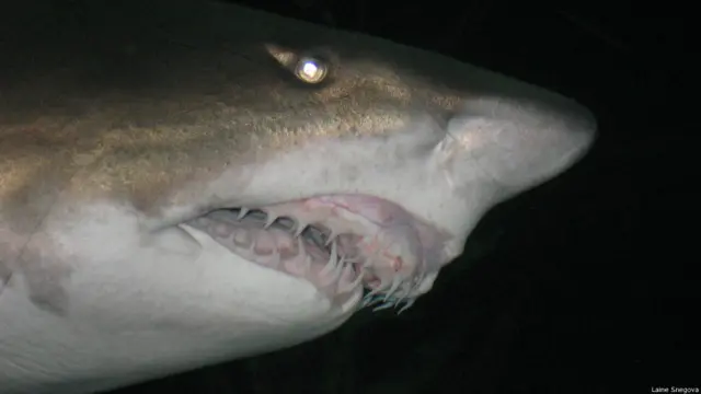 Автор: Лайне Снегова