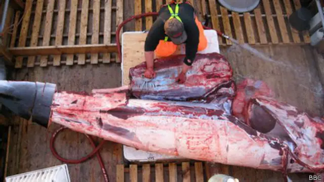 Фред за разделкой кита