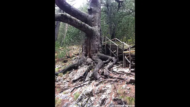 Фото: Светлана Ревзина