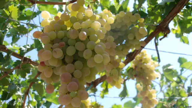 د افغانستان حکومت لا نه دی توانېدلی چې دې هېواد کې تولیدېدونکو مېوو ته مناسب بازار پيدا کړي