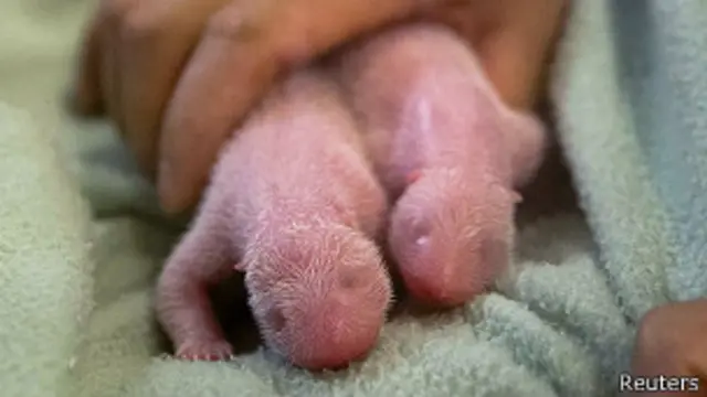 Pandas gêmeos - Foto: Reuters