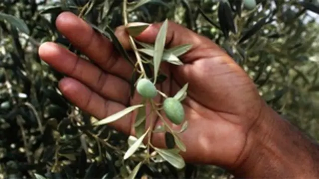 بھارت کی ریاست راجھستان میں ستمبر کے دوران زیتون کے تیل کی تجارتی پیدا وار شروع ہو جائے گی