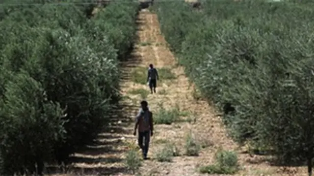 بھارت کی ریاست راجھستان میں زیتون کے درختوں کی تعداد بڑھانے کی دگنی صلاحیت ہے