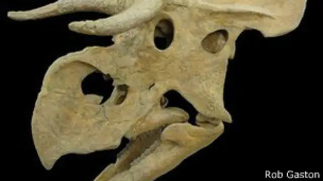 Cráneo del Nasutoceratops