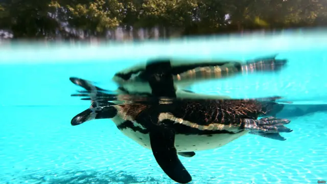 पेंगुइन, लंदन चिड़ियाघर 