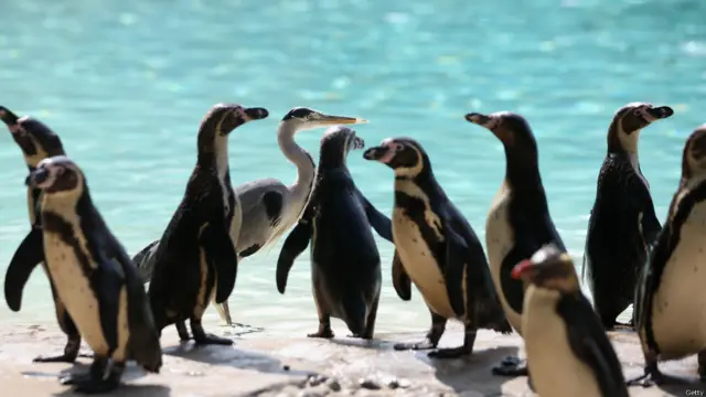 पेंगुइन, लंदन चिड़ियाघर 