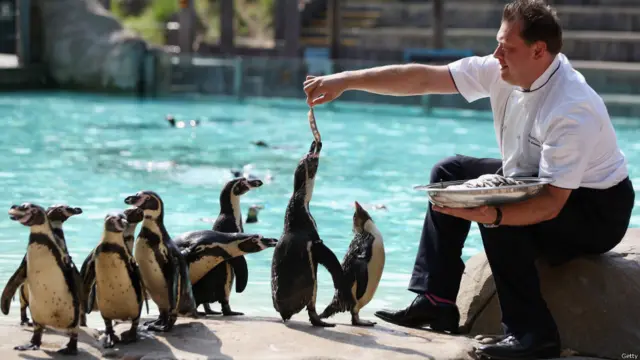 पेंगुइन, लंदन चिड़ियाघर 