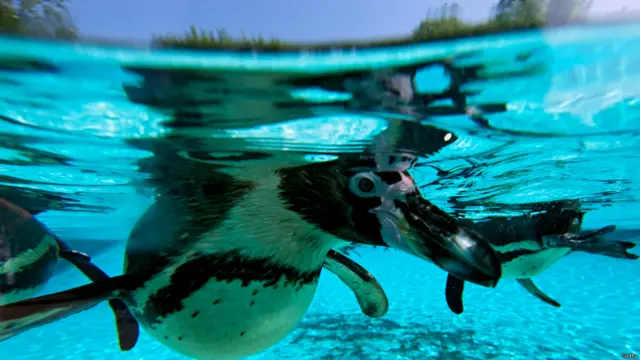 पेंगुइन, लंदन चिड़ियाघर 