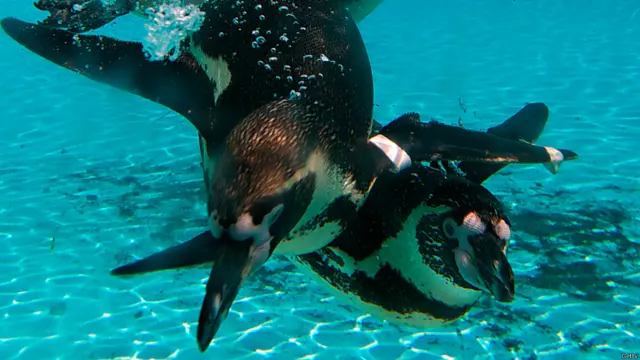 पेंगुइन, लंदन चिड़ियाघर 