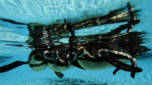 पेंगुइन, लंदन चिड़ियाघर 