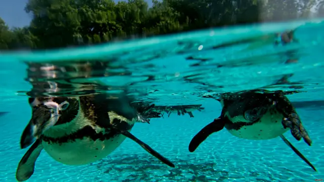 पेंगुइन, लंदन चिड़ियाघर 