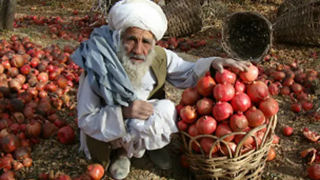 د کرنې وزارت وايي اوس د محصولاتو ښه بسته بندي کېږي
