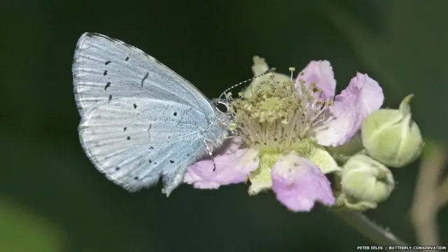 Kupu Holly Biru/Peter Eeles 