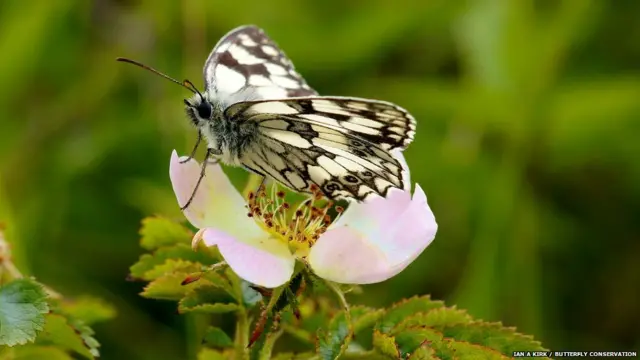 Kupu Marmer Putih/Ian A Kirk