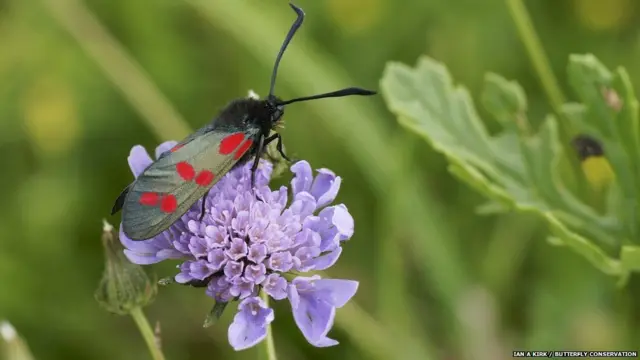 Kepik enam titik Burnet/Ian A Kirk