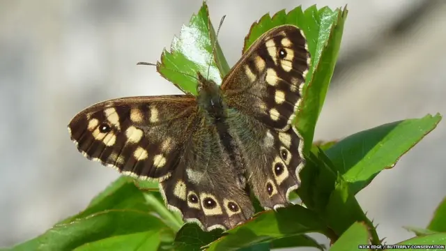 Kupu Kayu Totol/Nick Edge