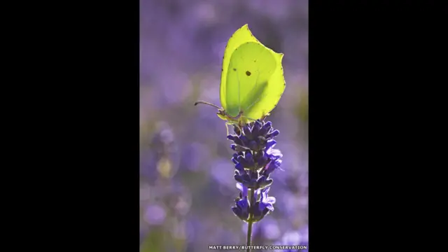 Kupu Brimstone/Matt Berry