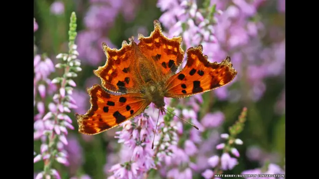 Kupu Comma/Matt Berry