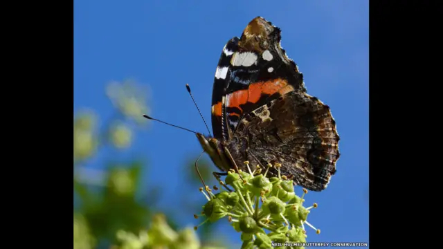 Kupu Laksamana Merah/Neil Hulme