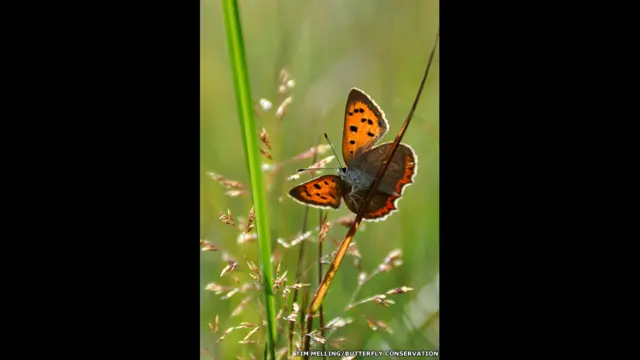 Kupu Tembaga Kecil/Tim Melling