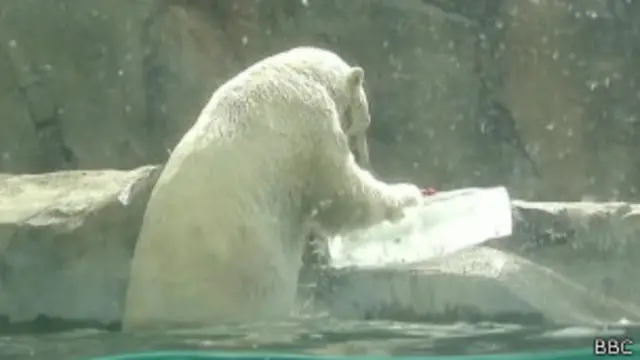 Urso polar em zoológico nos EUA | Foto: BBC