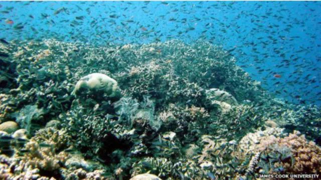 大堡礁（资料照片）