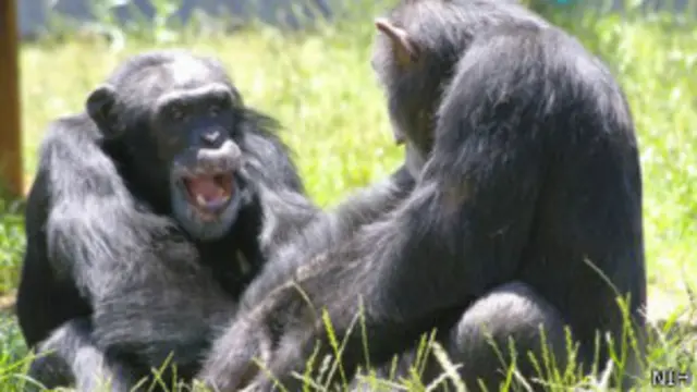 चिंपांज़ी