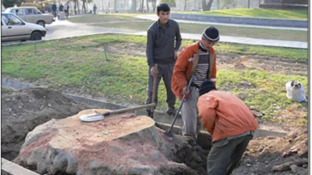 Азим дарахтларни қўпориб олиш осон бўлмаган.