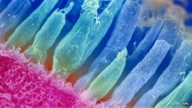 फोटोरिसेप्टर रेटिना में उपस्थित वे कोशिकाएँ है जो हमारे देखने की क्षमता को प्रभावित करती हैं और उन्हे यांत्रिक तरंगों में परिवर्तित कर मस्तिष्क में भेज देती हैं.