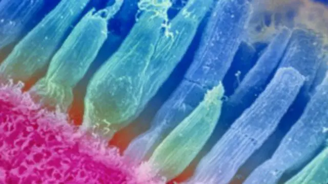 fotorrecepetores | Foto: SPL