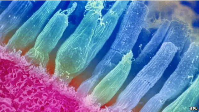 Conos y bastones de la retina