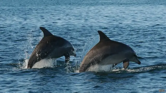 Perilaku lumba-lumba memanggil "nama" mirip manusia.