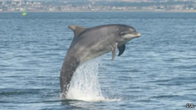 سوت دلفین را بر حسب شرایط آب، فرکانس و عمق می‌توان تا بیست کیلومتری شنید