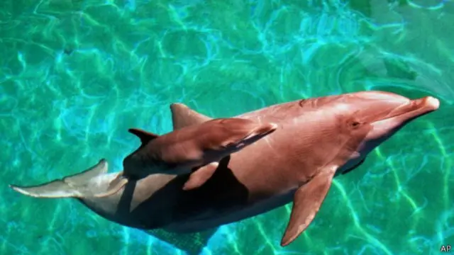 دولفین پوزه بطری یکی از باهوش‌ترین و اجتماعی‌ترین حیوانات طبیعت است