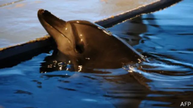 Lumba-lumba, afp