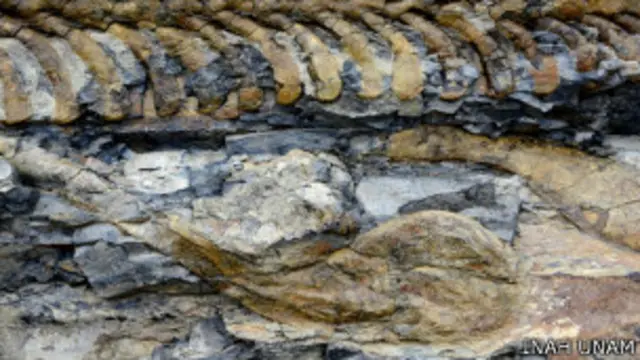 Cola de dinosaurio en México