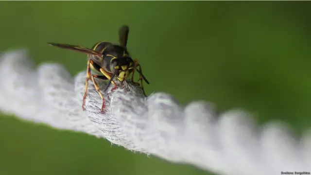 Фото: Светлана Сергуткина, Москва.