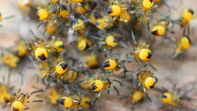 Фото: Александр Вольтер