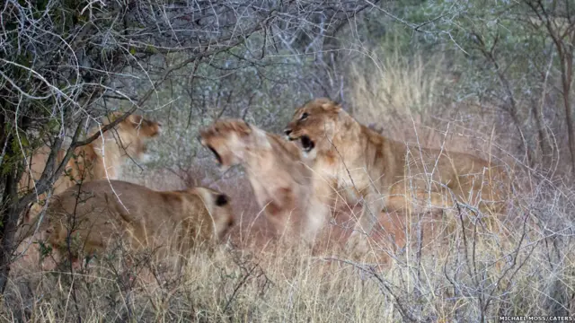 تصوير مايكل موس في محمية ماديكوي في جنوب أفريقيا