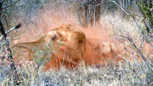 تصوير مايكل موس في محمية ماديكوي في جنوب أفريقيا