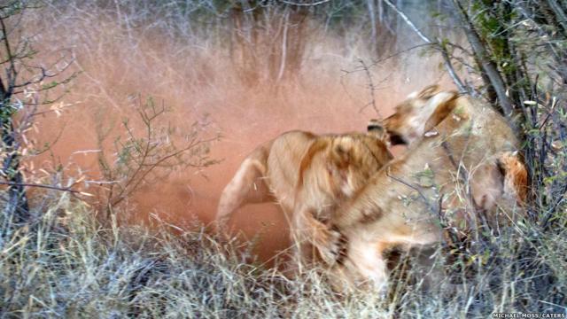 Veja lutacaixa mega senaleoas na África do Sul. 